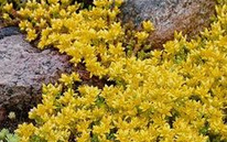 Goldmoss stonecrop (Sedum acre)