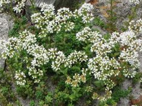 White
                        stonecrop (Sedum album)