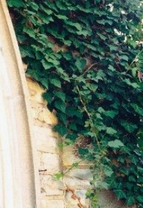 Ivy (Hedera
                        helix)