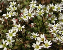 Common whitlowgrass (Draba
                        verna, Erophila verna)