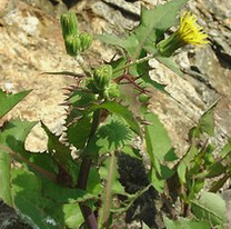 Common sowthistle (Sonchus oleraceus)