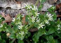 Clammy chickweed (Cerastium glomeratum)