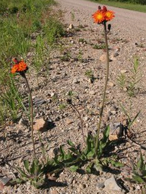 Orange hawk bit (Hieracium aurantiacum)