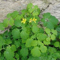 Greater celandine (Chelidonium majus)