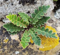Rustyback (Asplenium ceterach)