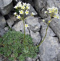 Grapes saxifrage (Saxifraga spaniculata)