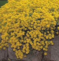 Common mountain alyssum (Alyssum
                        montanum)