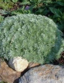 Silvermound (Artemisia schmidtiana)