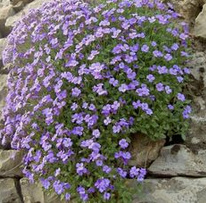 Blue cushions / blue pillow
                        (Aubrieta x cultorum)