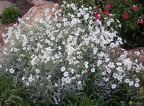 Snow-in-Summer (Cerastium tomentosum