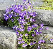Serbian bellflower
                        (Campanula poscharskyana)