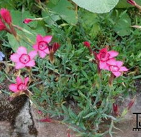 Maiden pink (Dianthus deltoides)