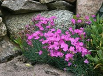 Cheddar pink
                          (Dianthus gratianopolitanus)