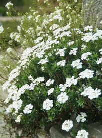 Evergreen candytuft
                          (Iberis sempervirens)