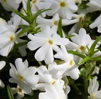 Creeping phlox / mountain
                          phlox (Phlox subulata)