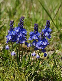 Prostrate speedwell (Veronica
                          prostrata)