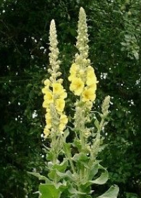 mullein
