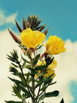 evening primrose