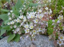 Glaucous pirri-pirri-bur
                          (Acaena caesiiglauca)