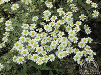 English camomile /
                          chamomile (Chamaemelum nobile)
