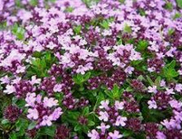 Wild
                          thyme (Thymus praecox)