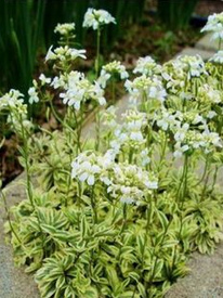 Rock cress / Old
                          Gold (Arabis ferdinandi-coburgii)