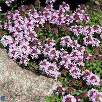 Wolly thyme (Thymus
                            praecox ssp. pseudolanuginosus / Thymus
                            pseudolanuginosus)