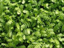 Hairless leptinella (Cotula
                            dioica), zoom