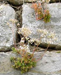 White stonecrop (Sedum album) in cracks