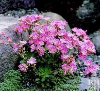 Cliff maids (Lewisia cotyledon)