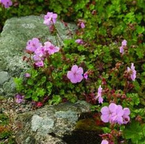 Dalmatian cranesbill
                            (Geranium dalmaticum)