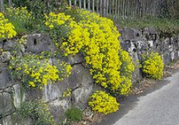 Basket of gold / gold-dust
                          (Alyssum saxatile)