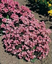 Mountain rock cress (Arabis caucasica)