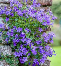 Dalmatian bellflower
                          (Campanula portenschlagiana)