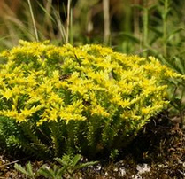 Tasteless stonecrop (Sedum
                          secxangulare)
