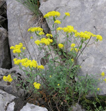 Yellowtuft (Alyssum murale)