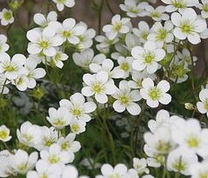 Mossy saxifrage (Saxifraga x arendsii)