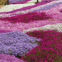 Creeping phlox / mountain phlox
                        (Phlox subulata)