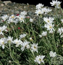 Balkan yarrow / Greek yarrow
                        (Achillea ageratifolia)