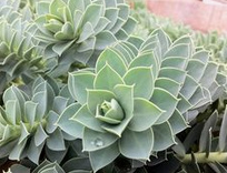 Myrtle spurge / blue spurge
                        (Euphorbis myrsinites)