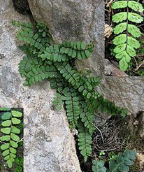 Maidenhair spleenwort (Asplenium
                    trichomanes)