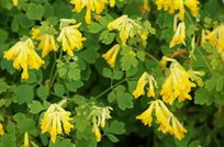 Rock fumewort / yellow
                    corydalis (Pseudofumaria lutea)