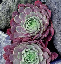 Houseleek, e.g. Sempervivum lipari