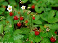 Wild strawberry (Fragaria vesca)