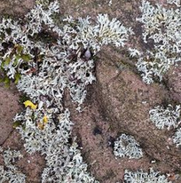 Lichen: crinkled snow
                      lichen (Flavocetraria nivalis) on a wall
