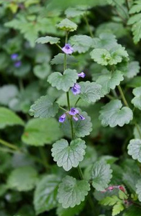 Ground-ivy / catsfoot (Glechoma
                        hederacea L.)