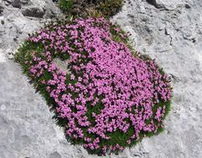 Campion, e.g. moss campion /
                    cushion pink (Silene acaulis)