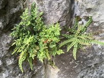 Wall-rue (Asplenium ruta-muraria)