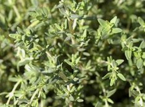 Thyme