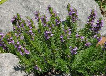 Mountain Savory (Satureja montana)